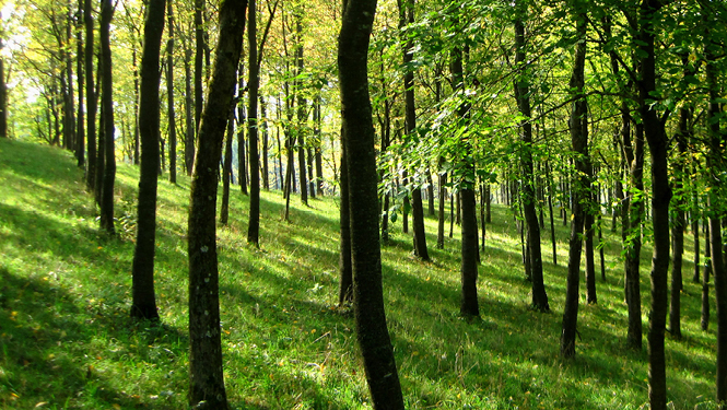 4310_000_009_heinze_de_Klimaneutrale_Webseiten_04_665x375px_ps